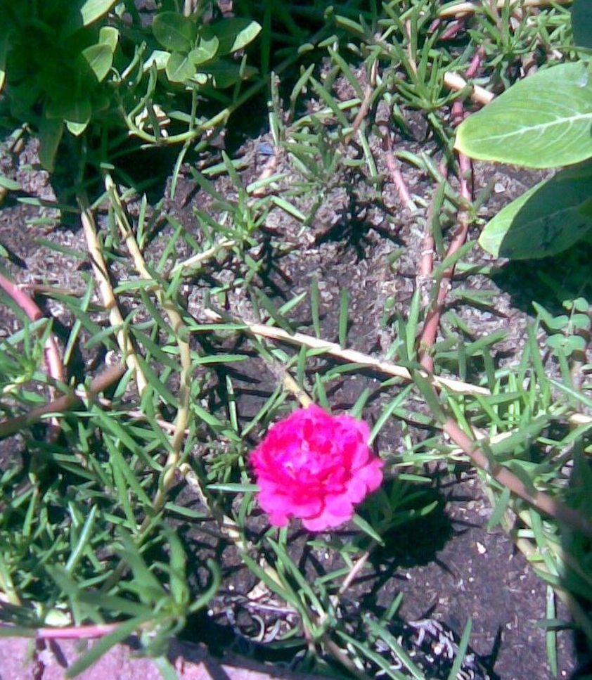 [Foto de planta, jardin, jardineria]
