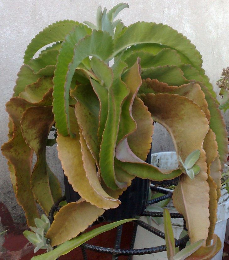 [Foto de planta, jardin, jardineria]