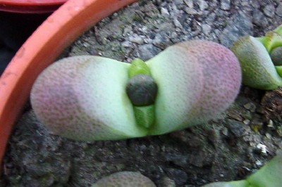 [Foto de planta, jardin, jardineria]