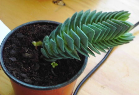 [Foto de planta, jardin, jardineria]