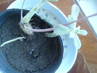 [Foto de planta, jardin, jardineria]