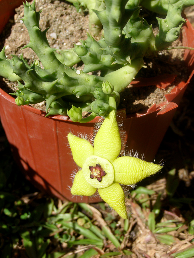 [Foto de planta, jardin, jardineria]