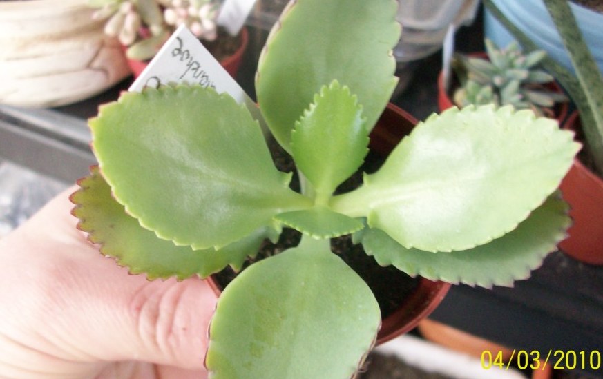 [Foto de planta, jardin, jardineria]