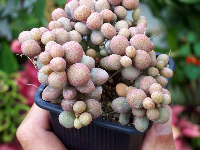 [Foto de planta, jardin, jardineria]