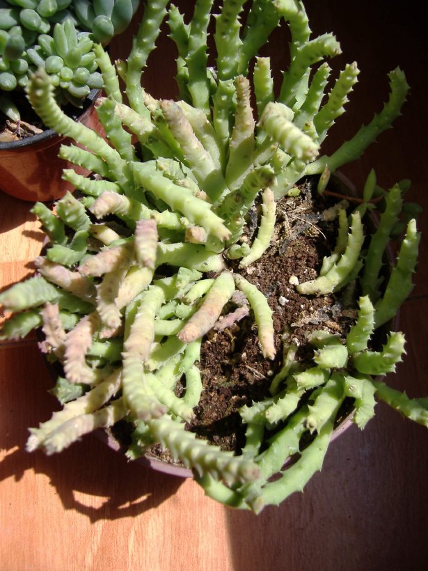[Foto de planta, jardin, jardineria]