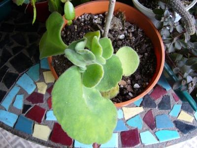 [Foto de planta, jardin, jardineria]