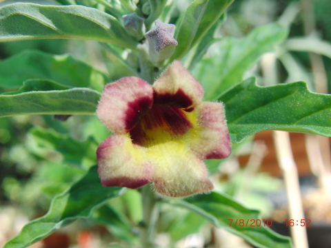 [Foto de planta, jardin, jardineria]