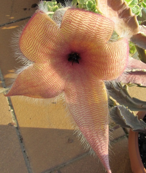 [Foto de planta, jardin, jardineria]