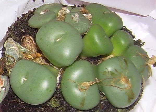 [Foto de planta, jardin, jardineria]