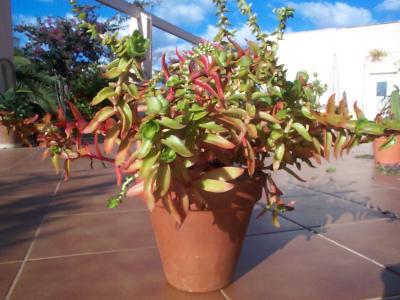 [Foto de planta, jardin, jardineria]