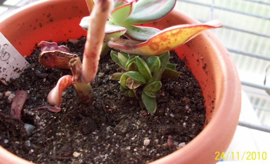 [Foto de planta, jardin, jardineria]