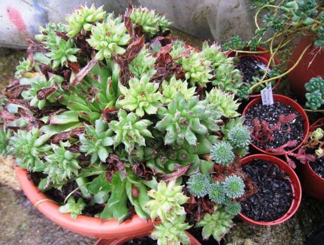 [Foto de planta, jardin, jardineria]
