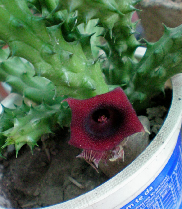 [Foto de planta, jardin, jardineria]