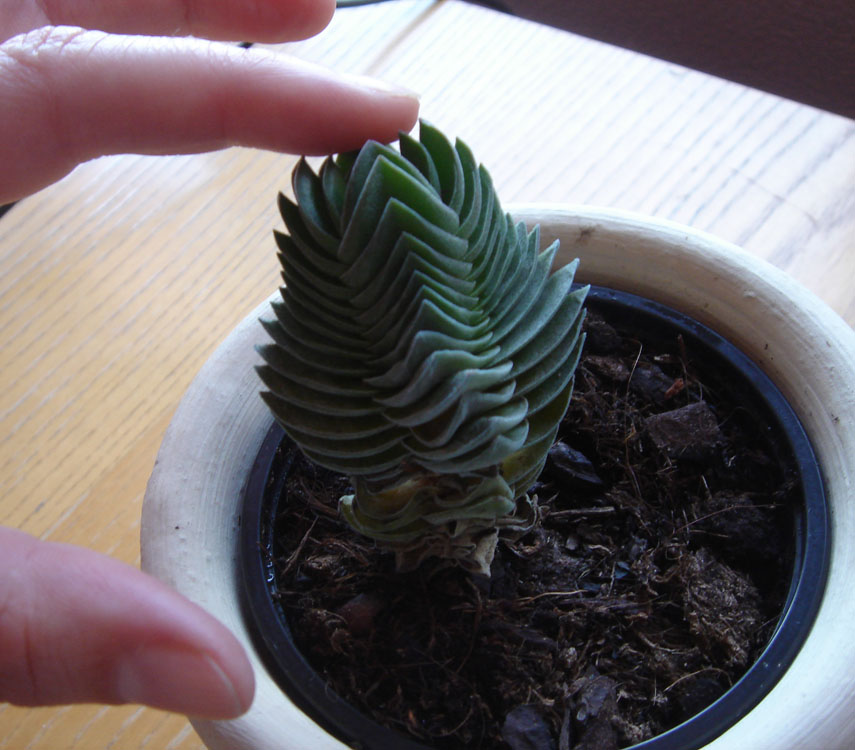 [Foto de planta, jardin, jardineria]