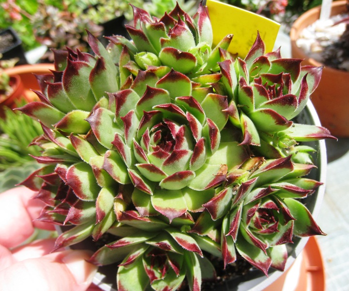 [Foto de planta, jardin, jardineria]