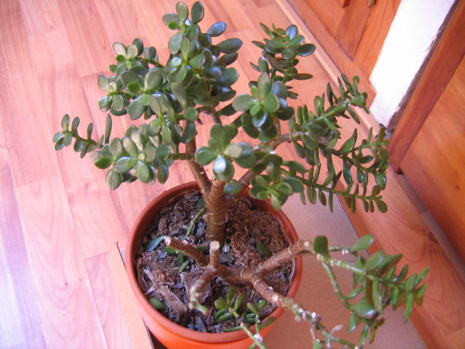 [Foto de planta, jardin, jardineria]