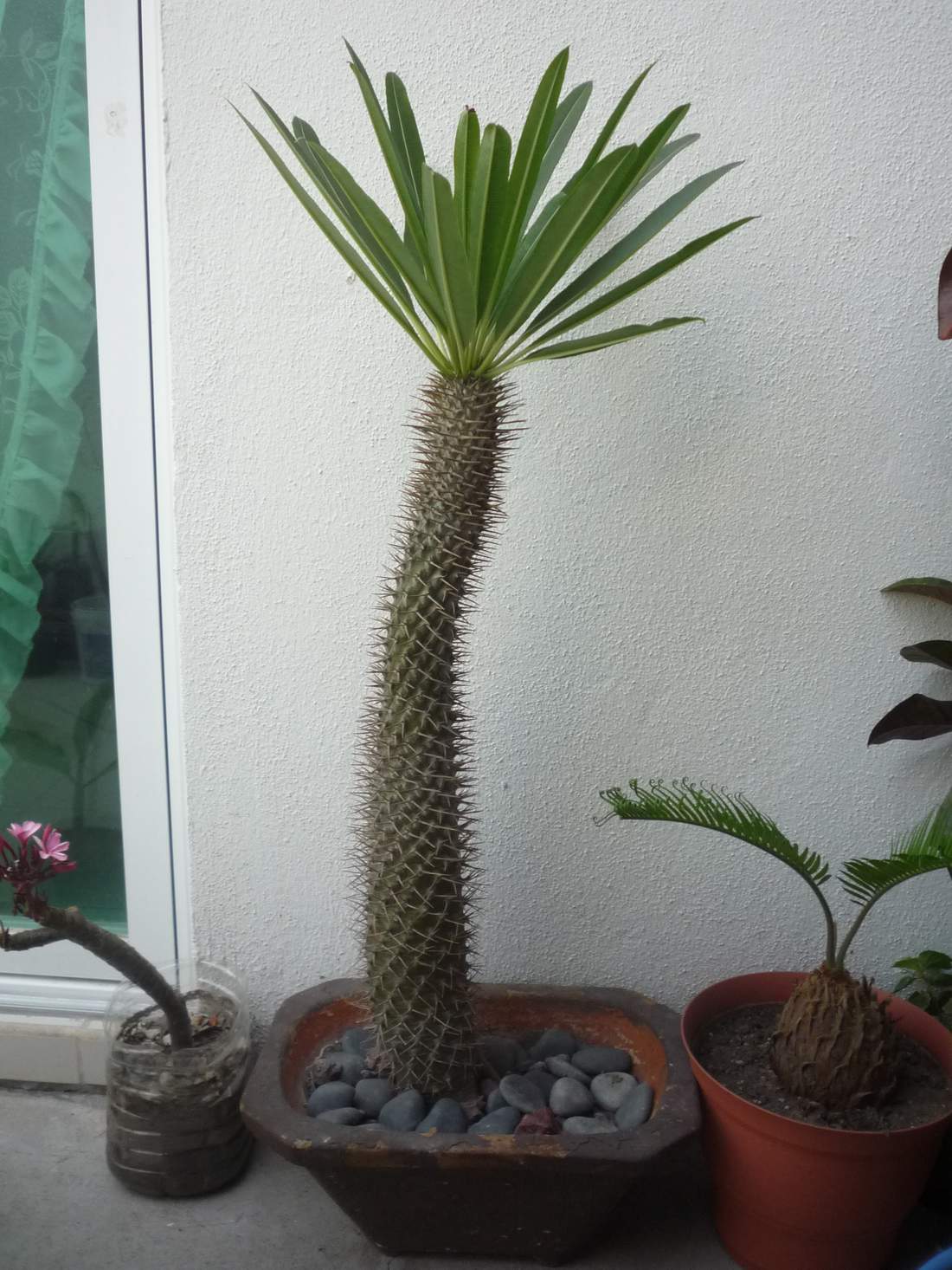 [Foto de planta, jardin, jardineria]