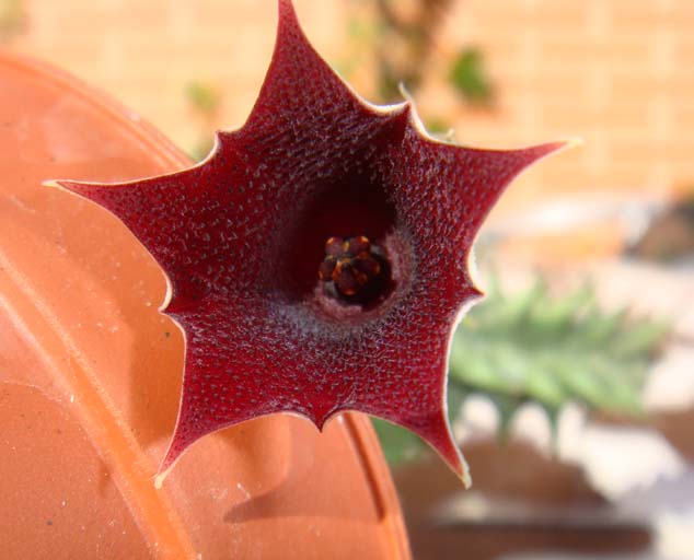 [Foto de planta, jardin, jardineria]