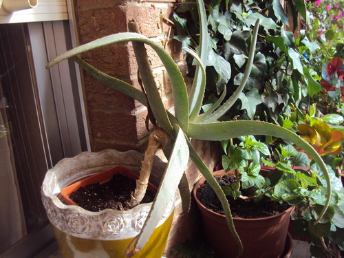 [Foto de planta, jardin, jardineria]