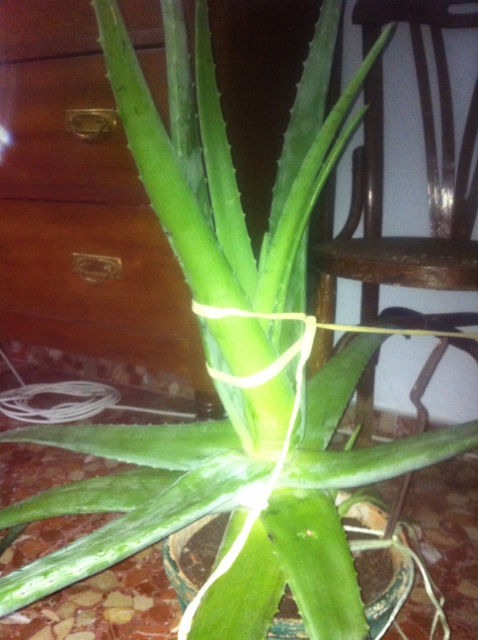 [Foto de planta, jardin, jardineria]