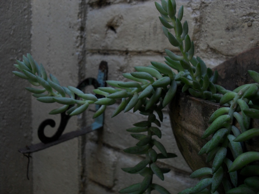 [Foto de planta, jardin, jardineria]