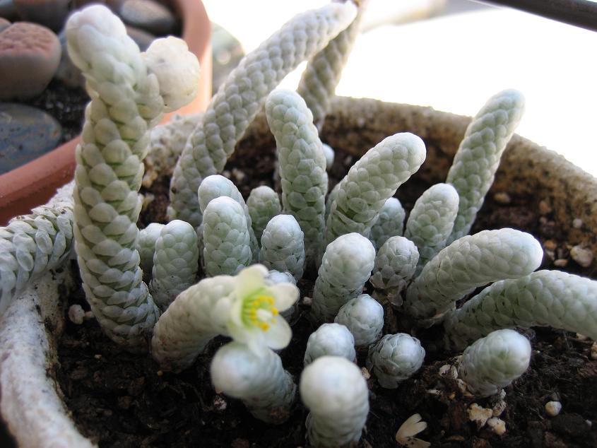 [Foto de planta, jardin, jardineria]
