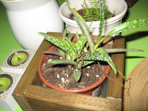 [Foto de planta, jardin, jardineria]