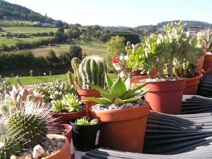 [Foto de planta, jardin, jardineria]