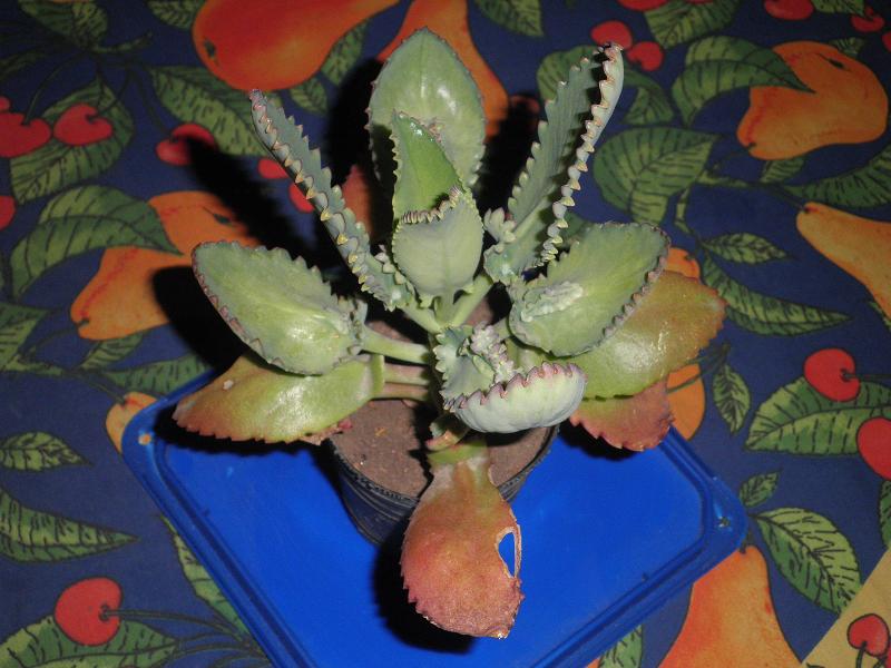 [Foto de planta, jardin, jardineria]
