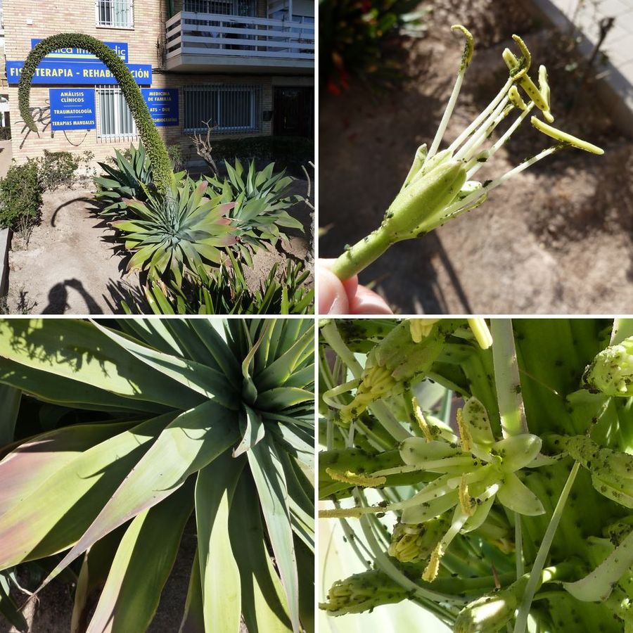 [Foto de planta, jardin, jardineria]