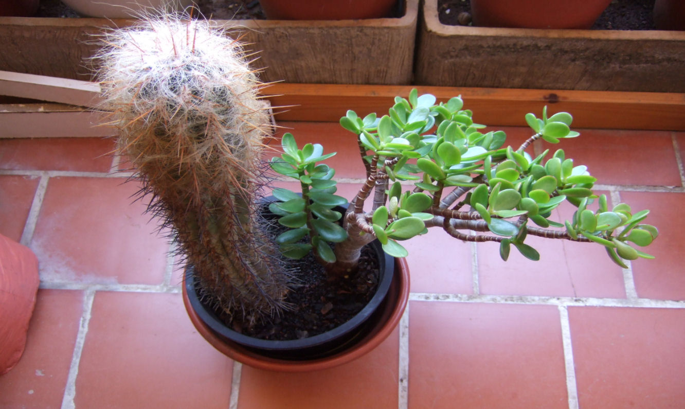 [Foto de planta, jardin, jardineria]