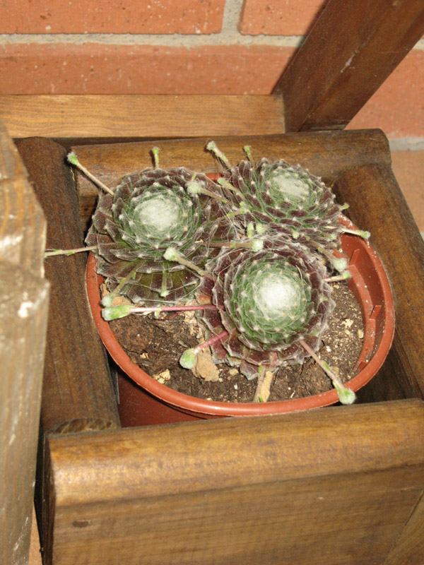 [Foto de planta, jardin, jardineria]