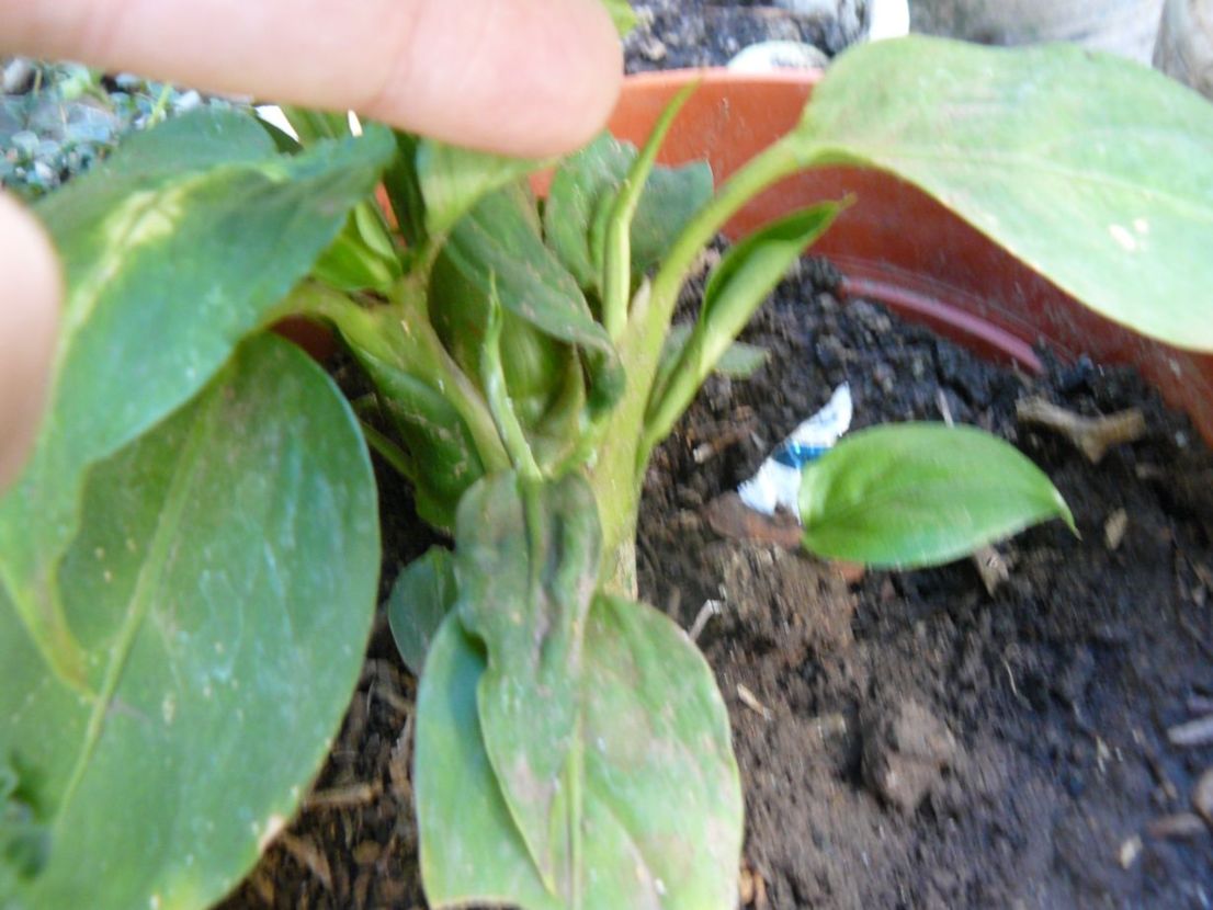 [Foto de planta, jardin, jardineria]