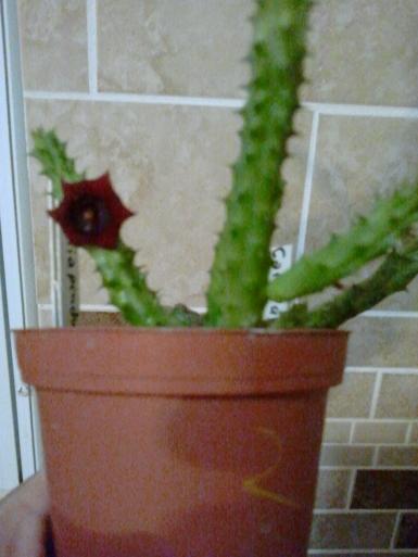 [Foto de planta, jardin, jardineria]