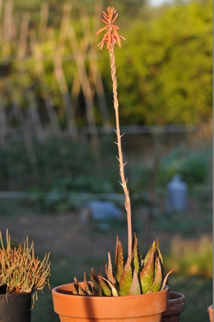 [Foto de planta, jardin, jardineria]