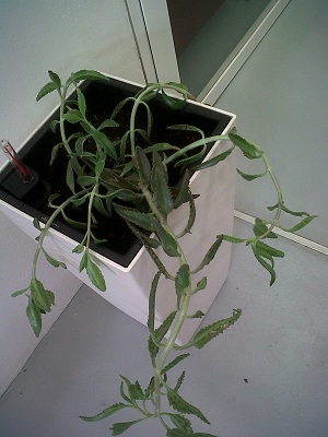[Foto de planta, jardin, jardineria]