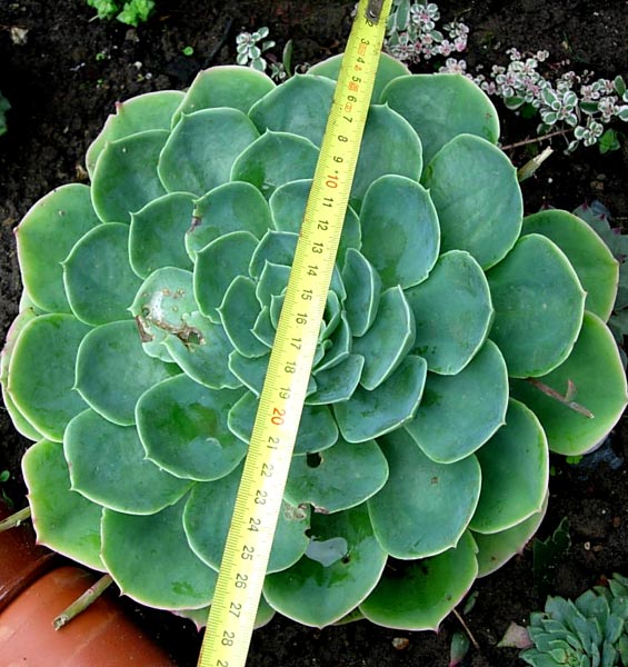[Foto de planta, jardin, jardineria]
