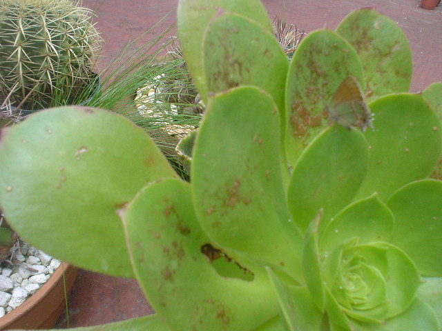 [Foto de planta, jardin, jardineria]