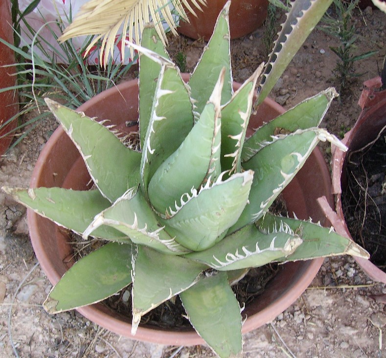 [Foto de planta, jardin, jardineria]