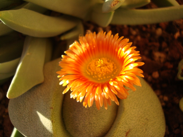 [Foto de planta, jardin, jardineria]