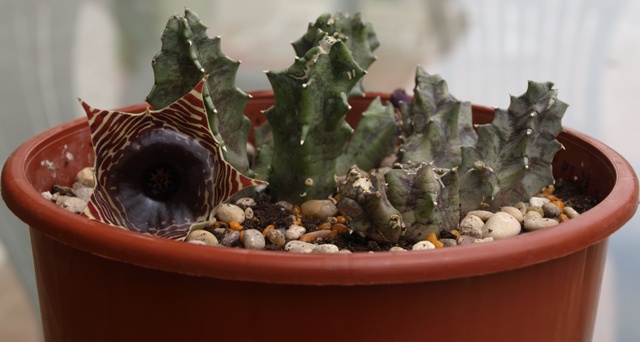 [Foto de planta, jardin, jardineria]