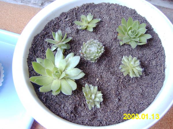 [Foto de planta, jardin, jardineria]