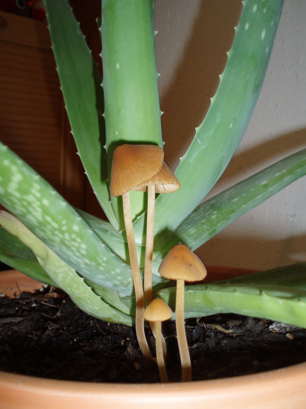 [Foto de planta, jardin, jardineria]