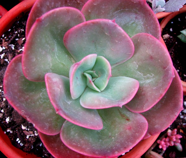 [Foto de planta, jardin, jardineria]