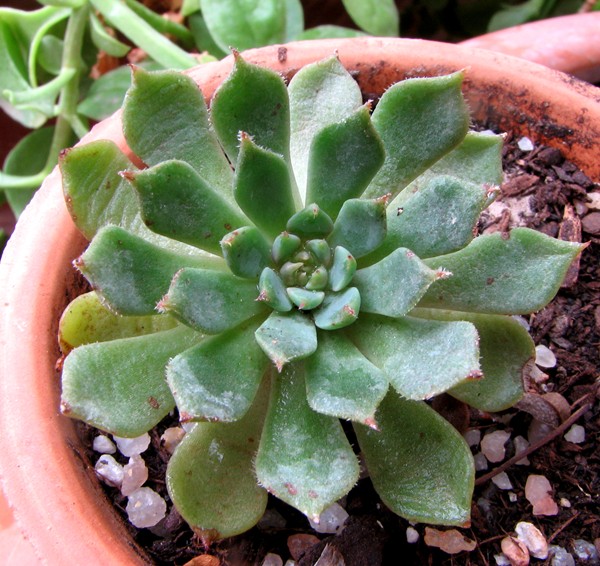 [Foto de planta, jardin, jardineria]