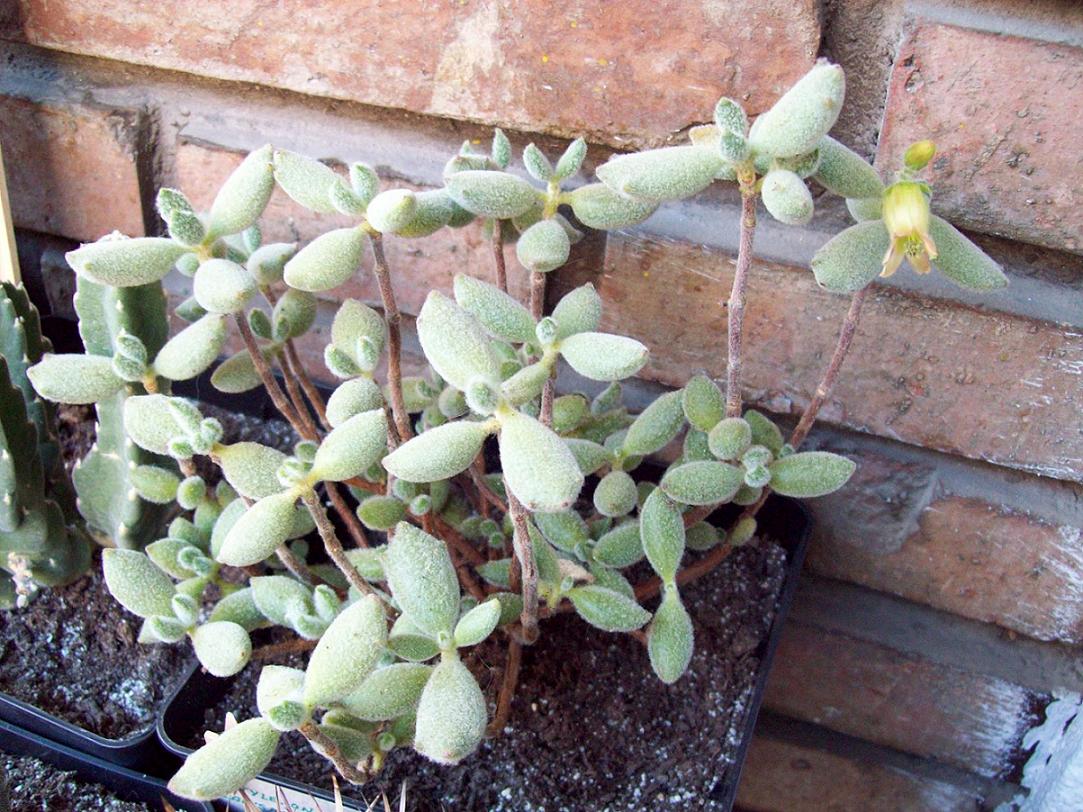 [Foto de planta, jardin, jardineria]