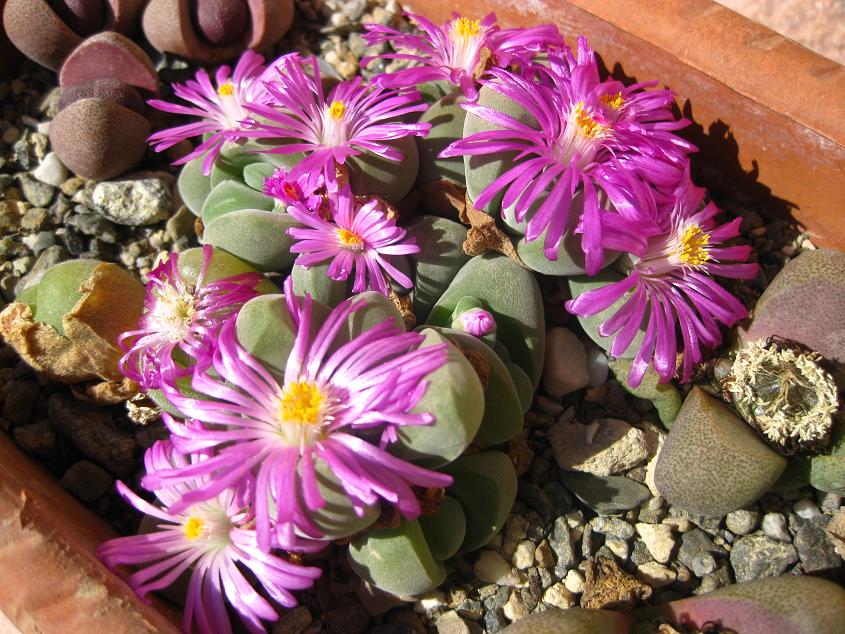 [Foto de planta, jardin, jardineria]