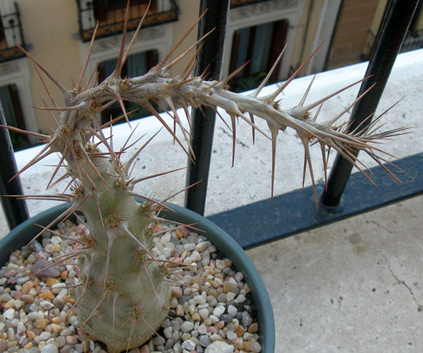 [Foto de planta, jardin, jardineria]