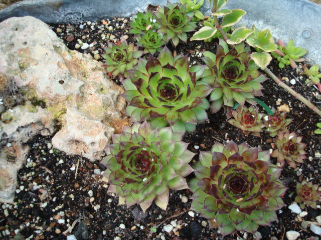 [Foto de planta, jardin, jardineria]