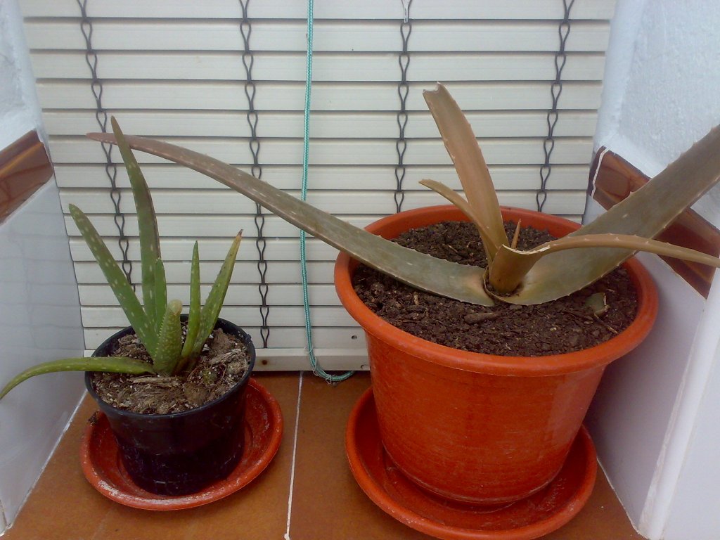 [Foto de planta, jardin, jardineria]